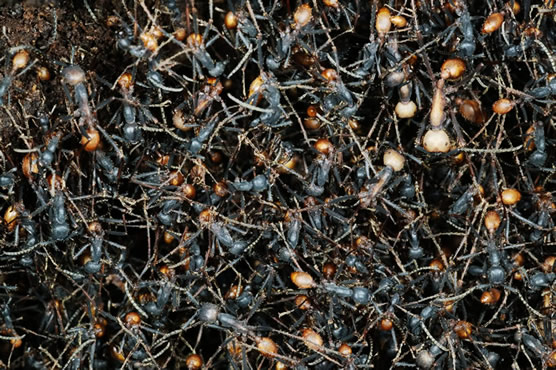 Ketika  semut mati, tingkat zat hidup mereka akan berkurang