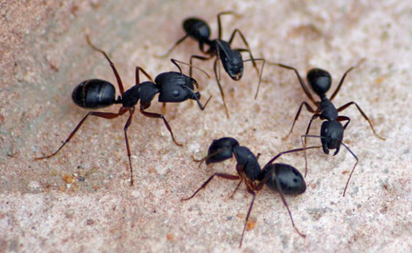 Semut mati melepaskan zat kimia 
