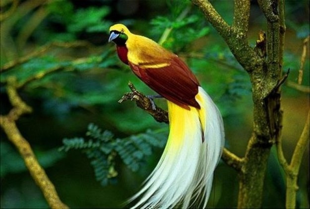 Raggiana bird of paradise (Paradisaea Raggiana)