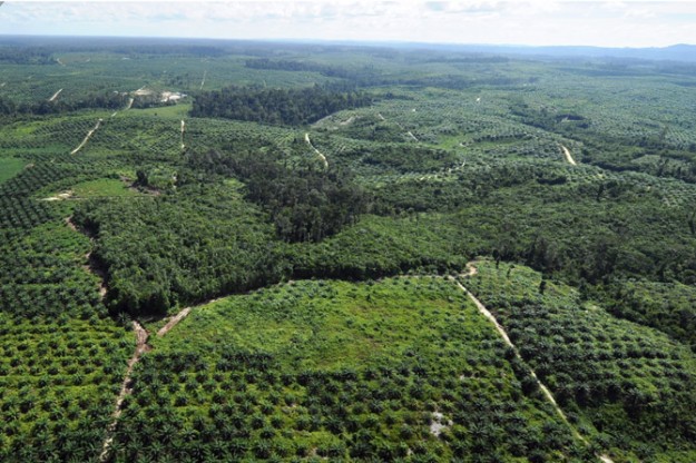 Hutan Tropis Indonesia